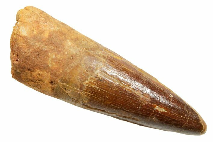 Fossil Spinosaurus Tooth - Feeding Worn Tip #362918